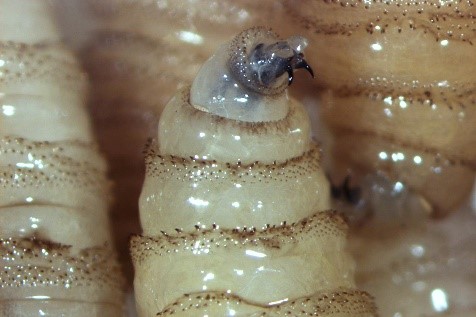 La apariencia y las características del gusano barrenador (Crédito: Gob MX)