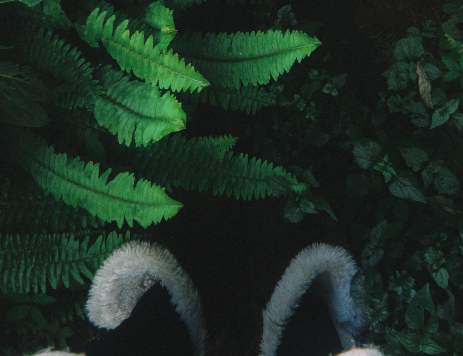 Relaja tu mente con un poco de naturaleza (créditos: El país de los jóvenes)