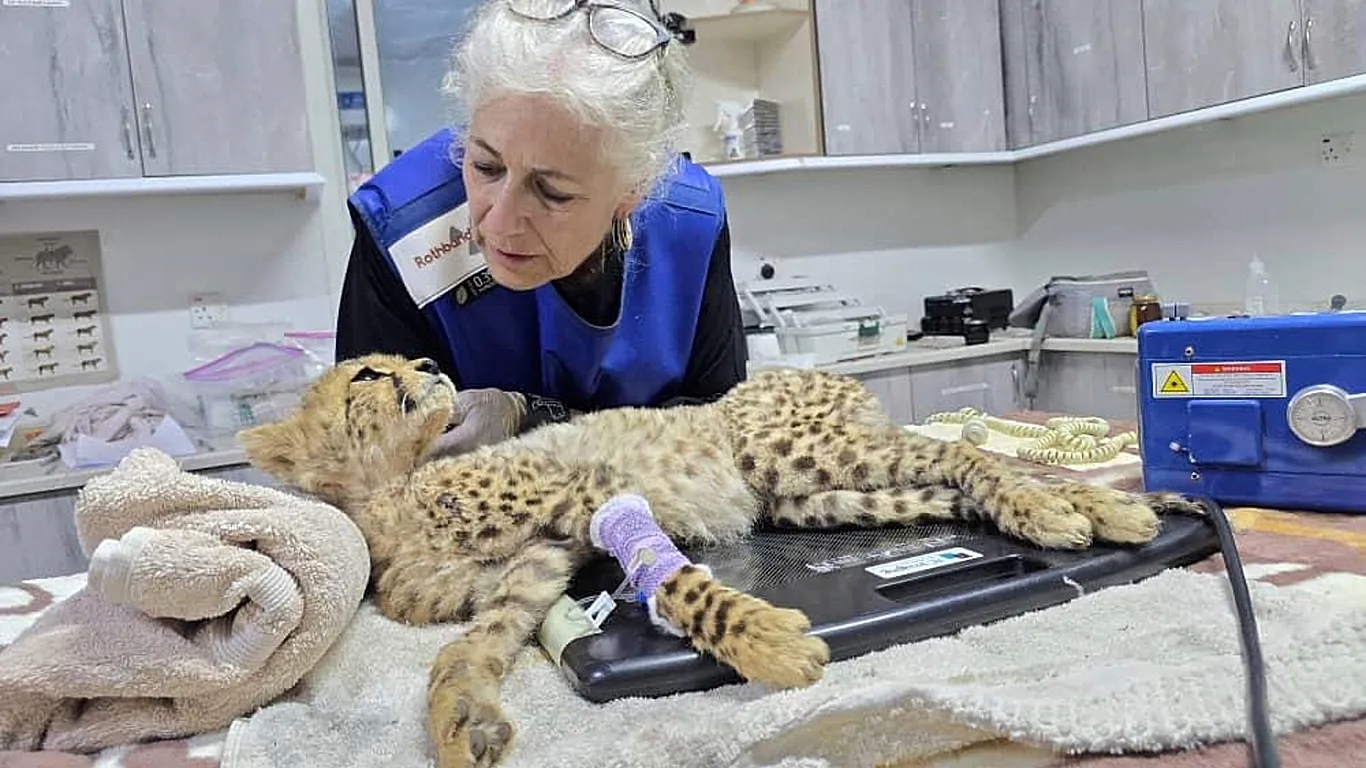 Guepardo rescatados (créditos:cheetah.org)