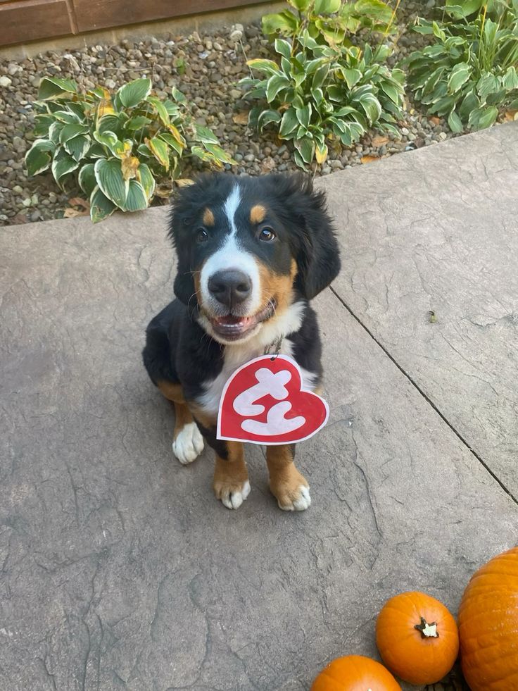 Disfraz TY(Créditos: Pinterest @Rebekah)