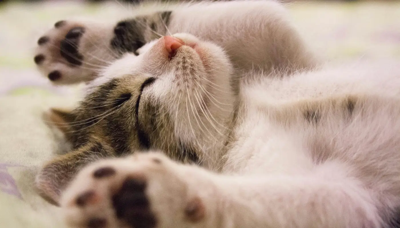 Gatos, El País De Los Jóvenes