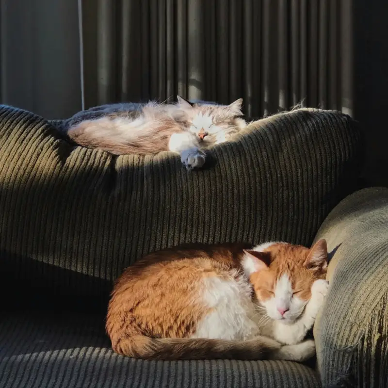 ¿Por qué tu gato duerme tanto? (Créditos: Pexels @Ivy Son)