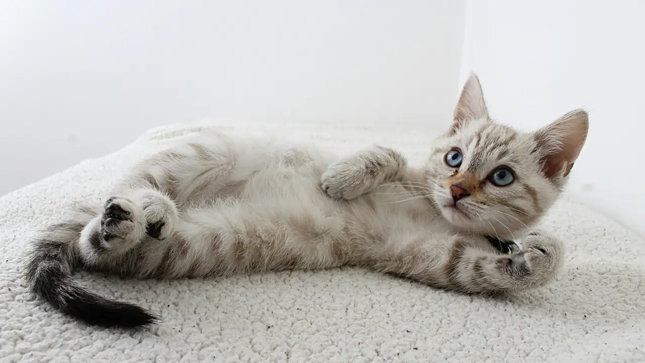 Los secretos mejor guardados de los gatos. (Créditos: Pexels @Chevon Rossouw)