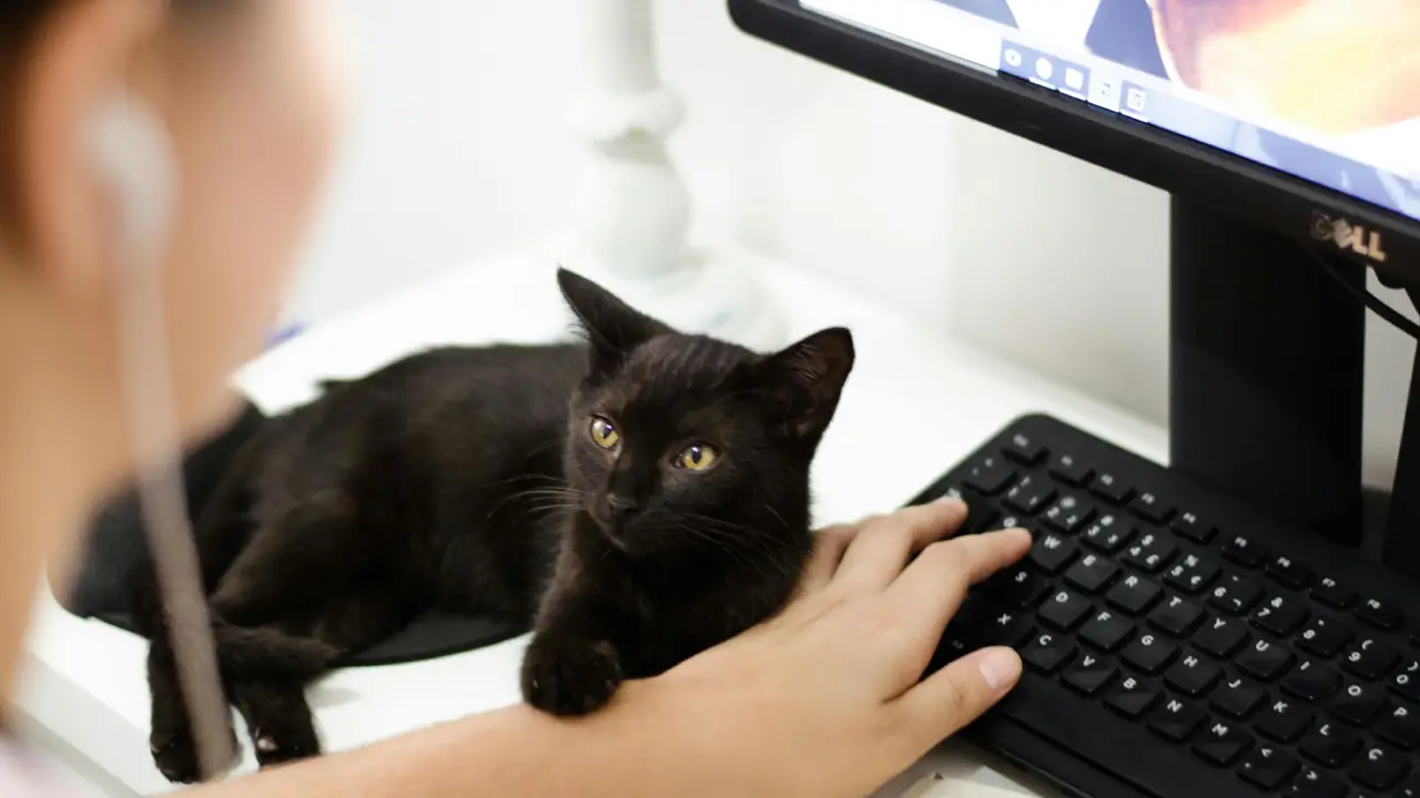 Del ronroneo sanador a su huella digital. (Créditos: Pexels @Ruca Souza)