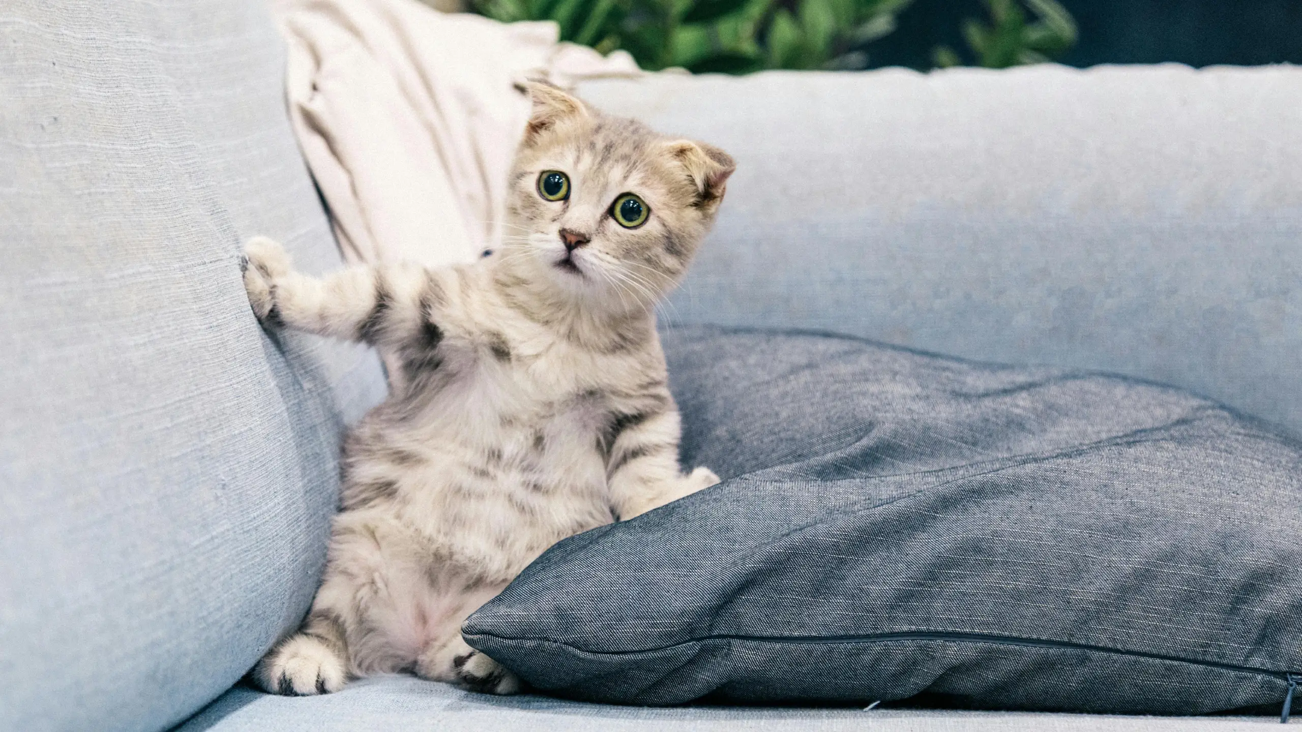 Tu gato es más inteligente de lo que crees. (Créditos: Pexels @Tranmautritam)