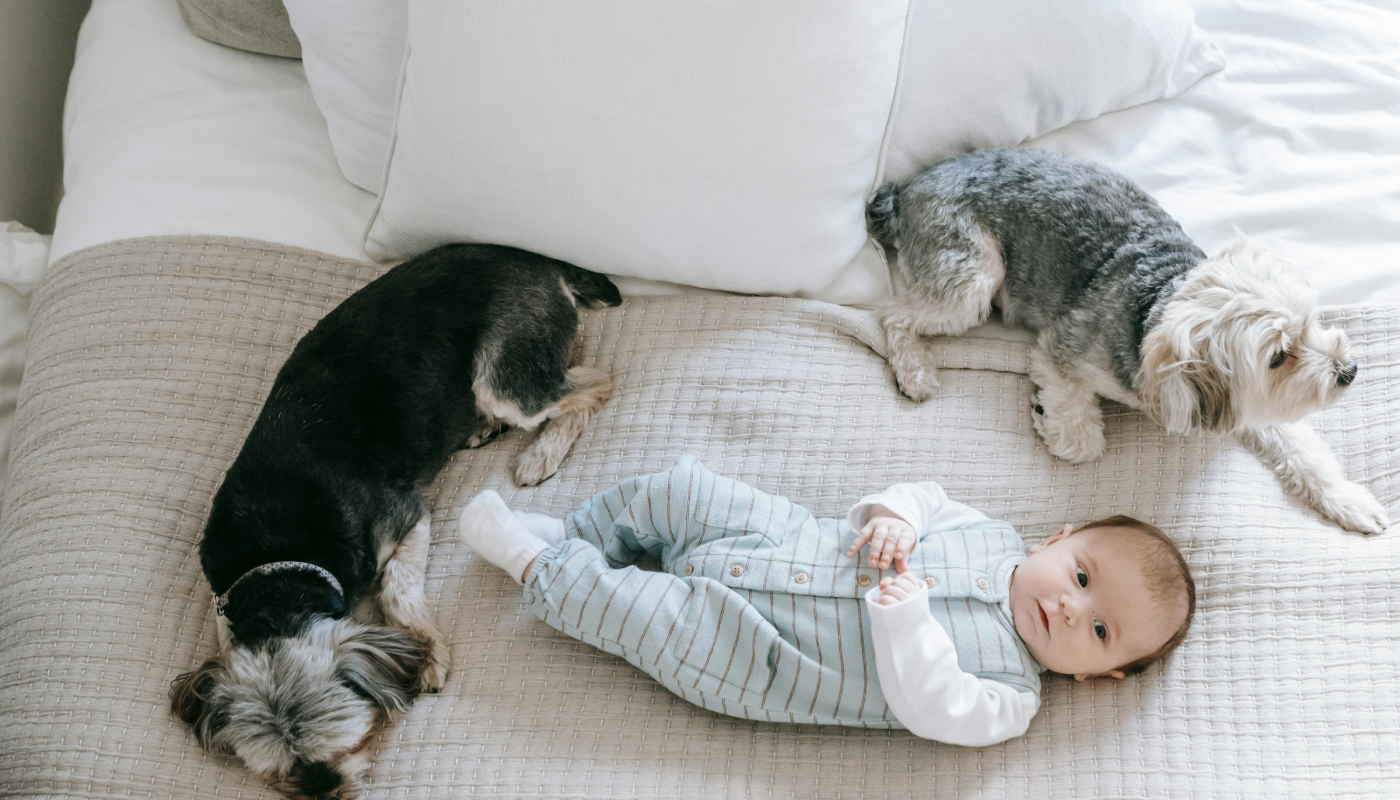 Las casas con perro serían más saludables para los bebés. (Créditos: Pexels @Sarah Chai)