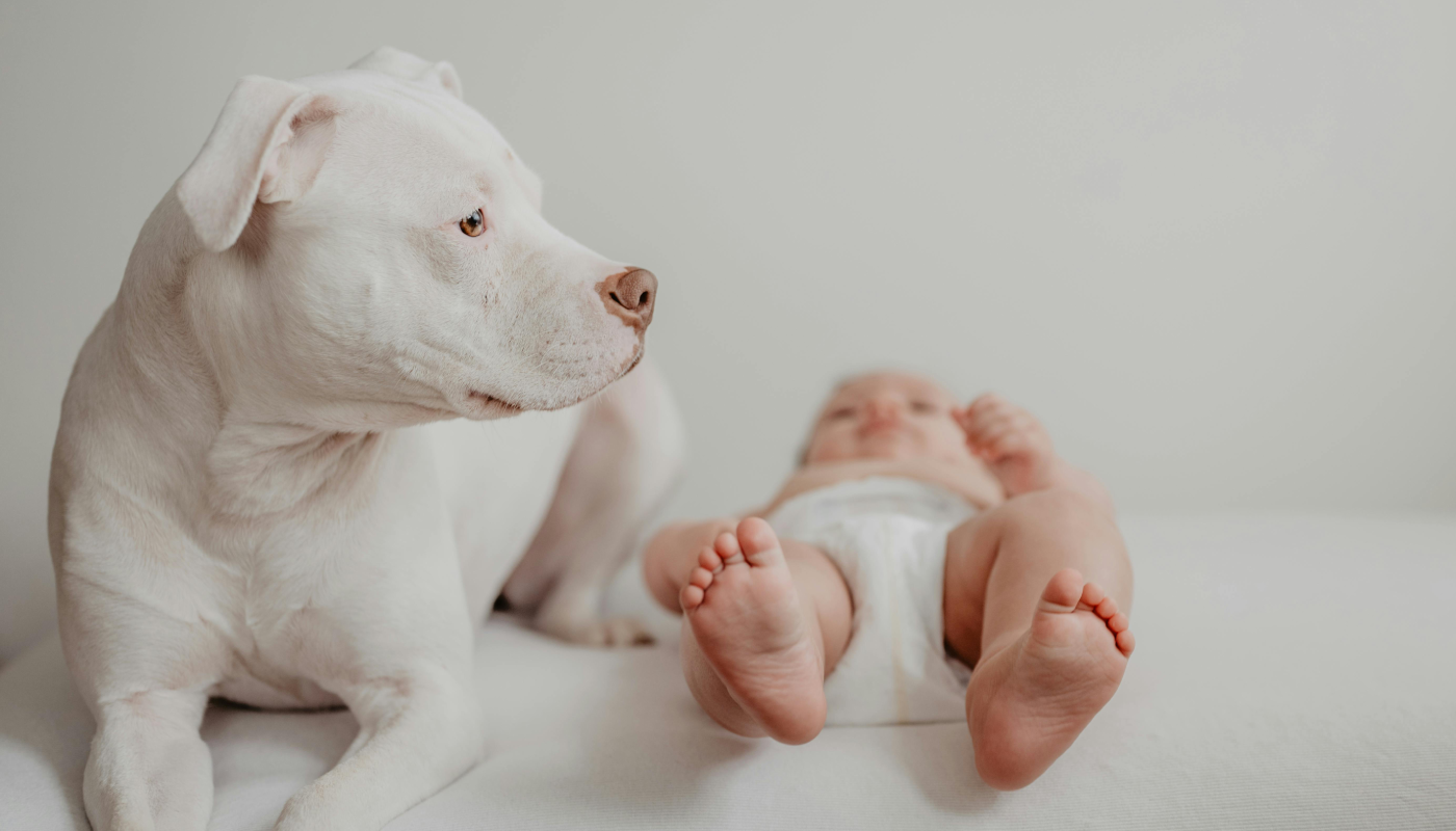 Perros y Bebés (Créditos: Pexels @Emma Bauso) El País De Los Jóvenes