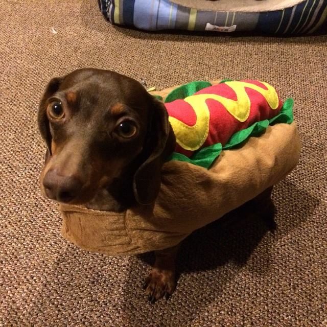 Perro salchicha (Créditos: Pinterest)