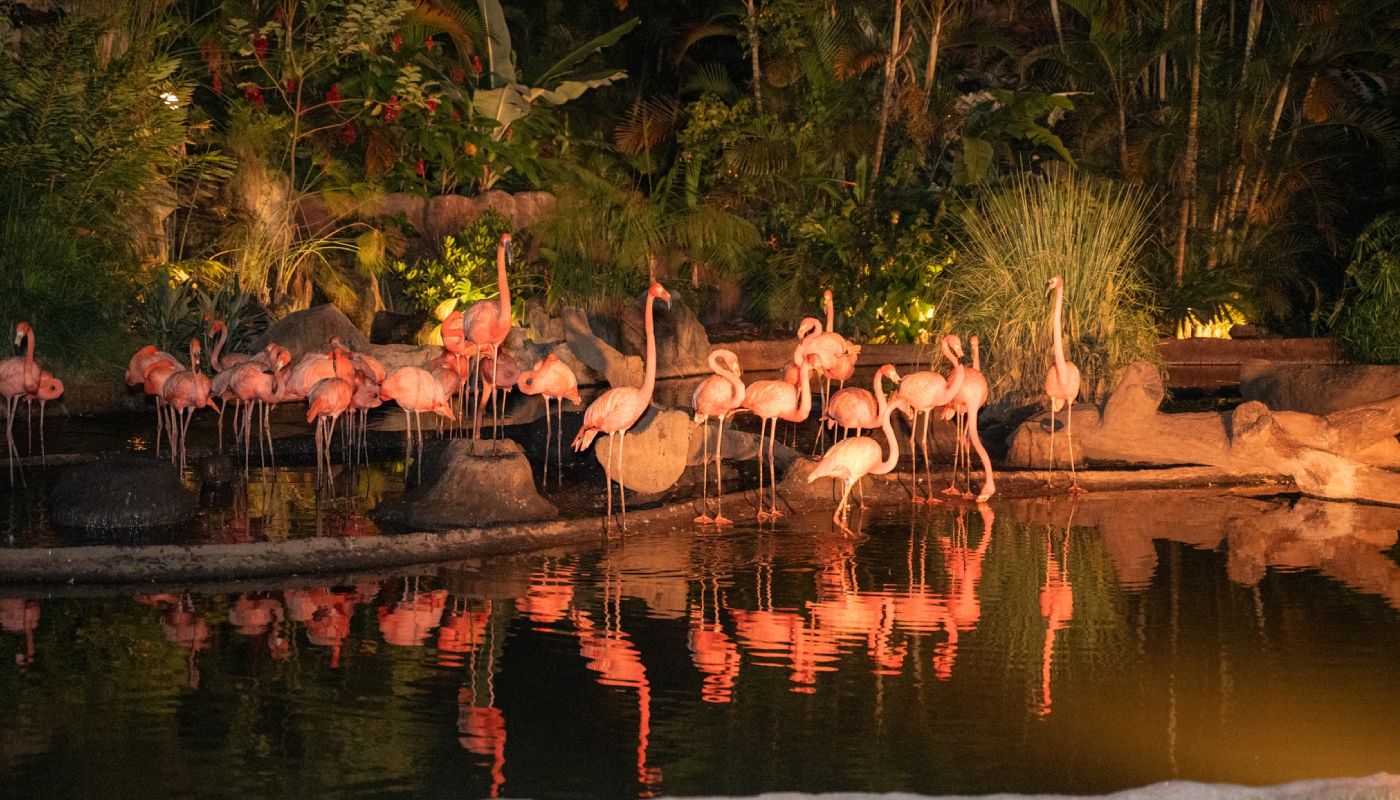 Disfruta de las Noches de Luna en el Zoológico La Aurora y vive la naturaleza bajo otra perspectiva (Crédito: Parque Zoológico Nacional La Aurora)