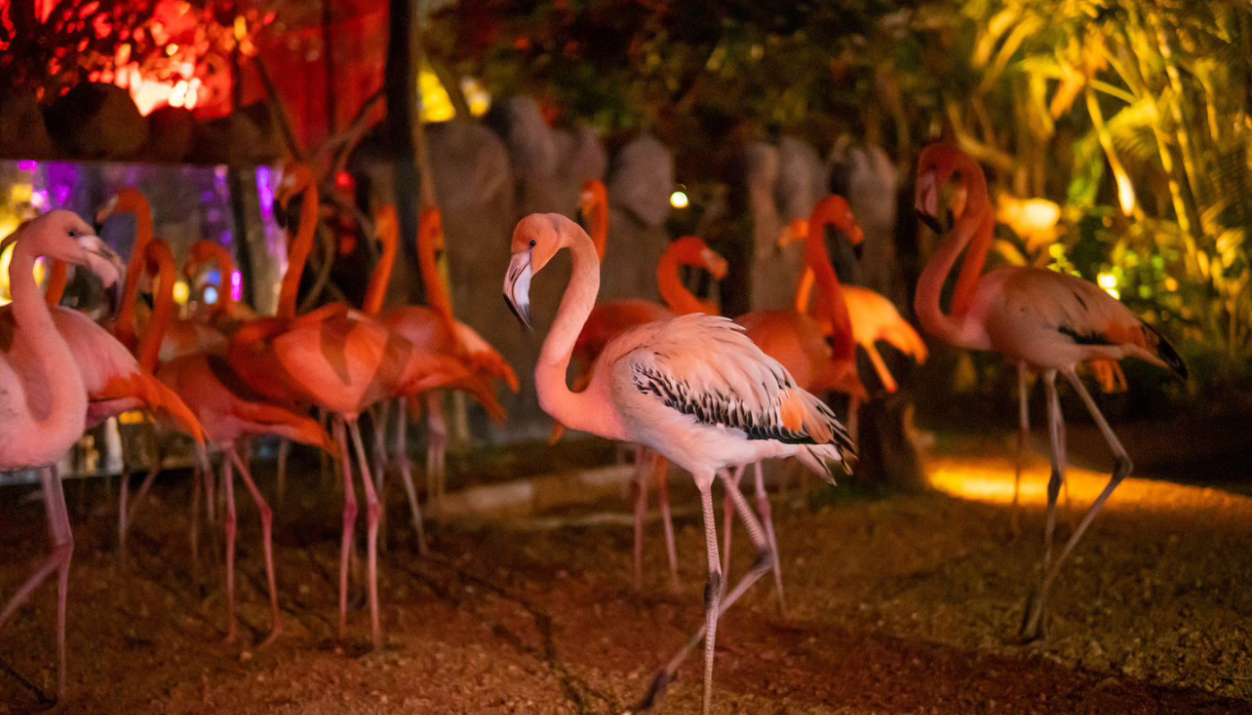 El Zoológico La Aurora trae de vuelta sus icónicas Noches de Luna, llenas de diversión y experiencias únicas (Crédito: Parque Zoológico Nacional La Aurora)