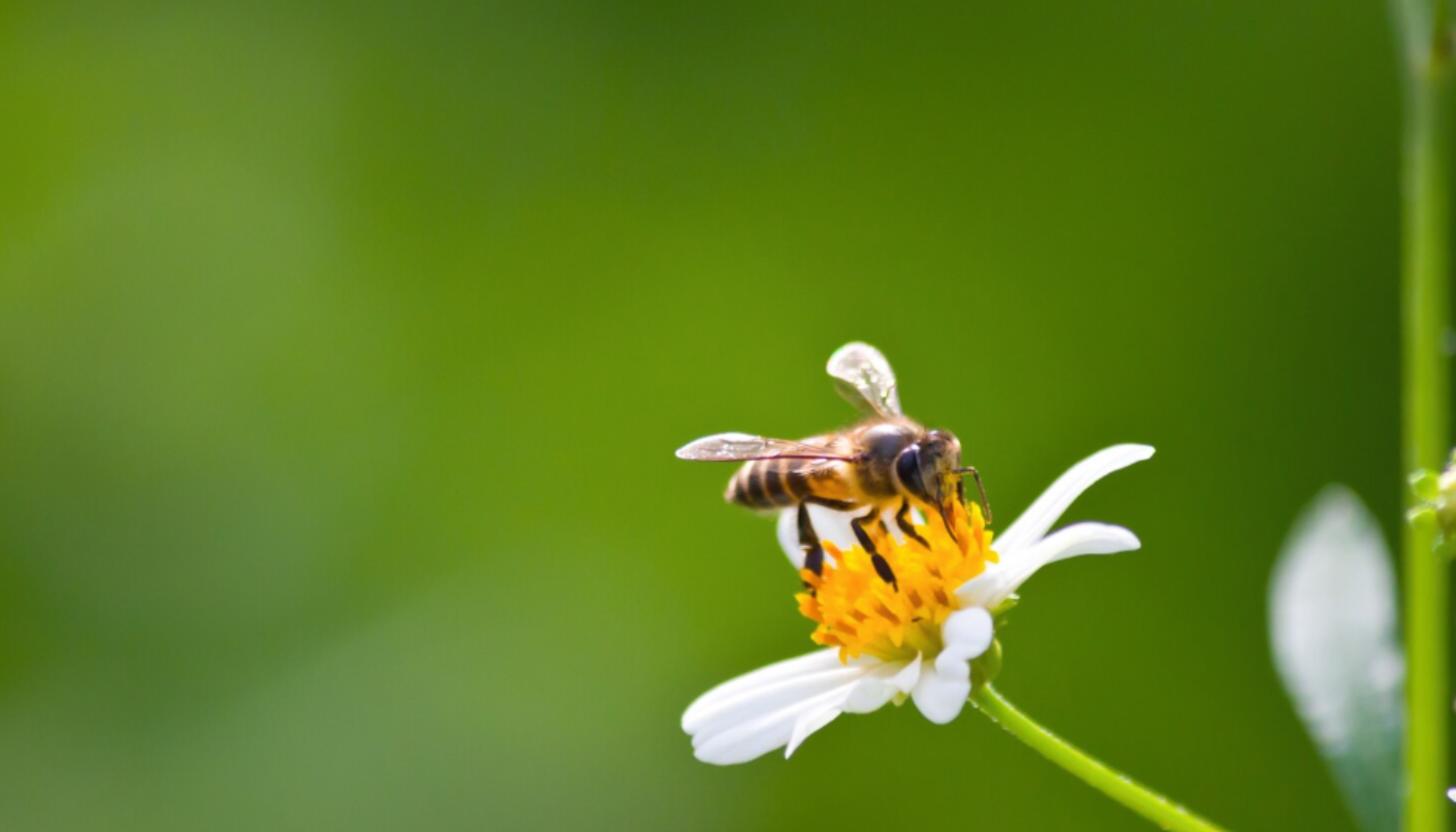 El Increíble Superpoder De Las Abejas Que Nadie Te Había Contado.(Créditos: freepik)