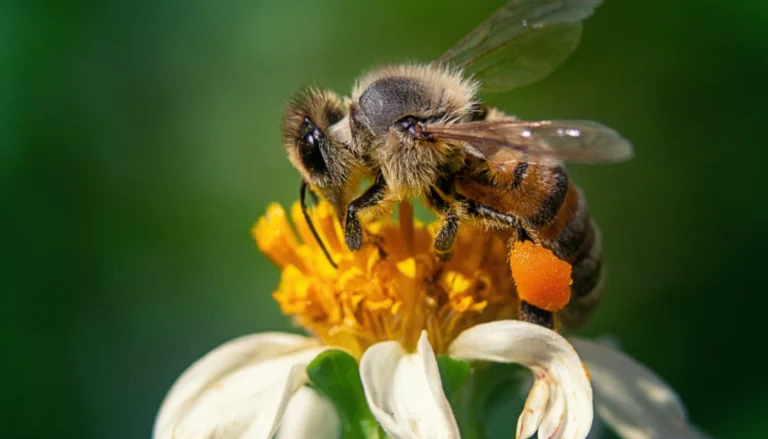 Tu Nuevo Fun Fact Favorito: Las Abejas Tienen Un Don Secreto