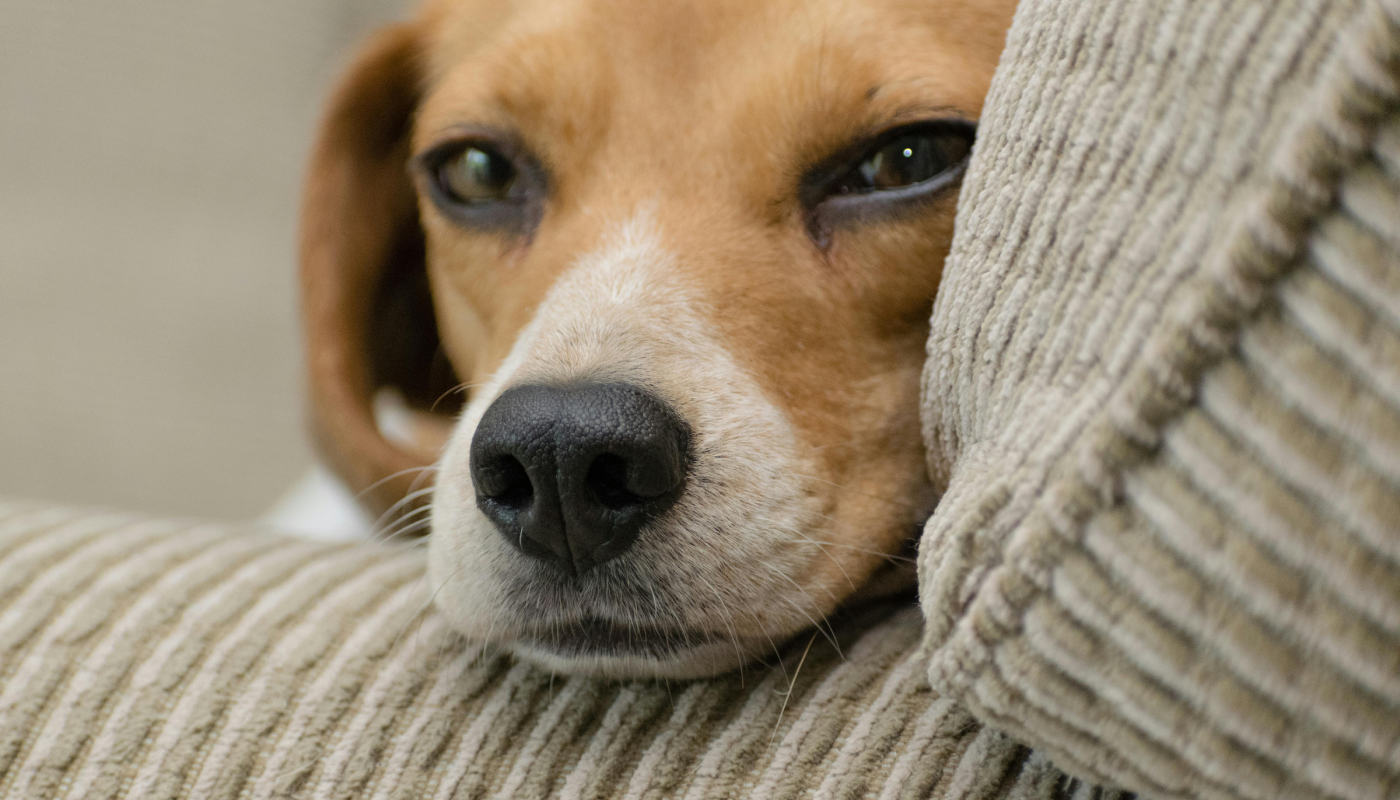 Fuegos artificiales sin estrés para tu peludo. (Créditos: Pexels @Hilary Halliwell)