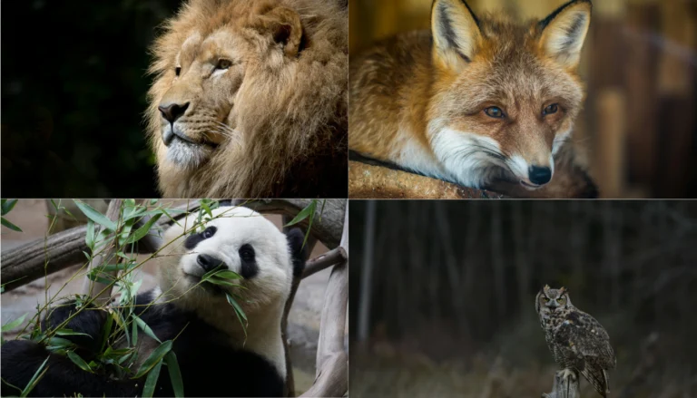 ¿Qué Animal Eres Según Tu Personalidad? ¡Descúbrelo Ahora!