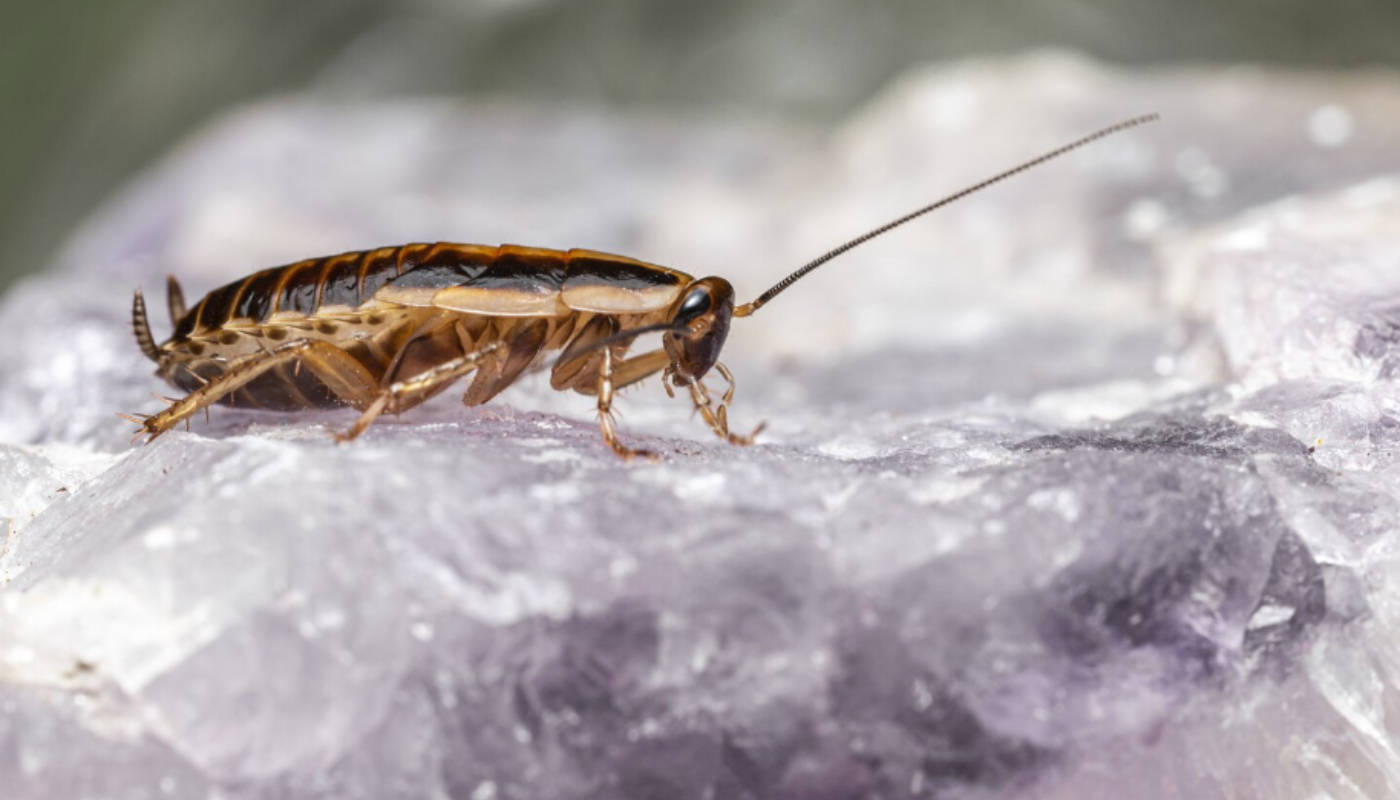 Por qué este truco casero se volvió viral y realmente funciona.