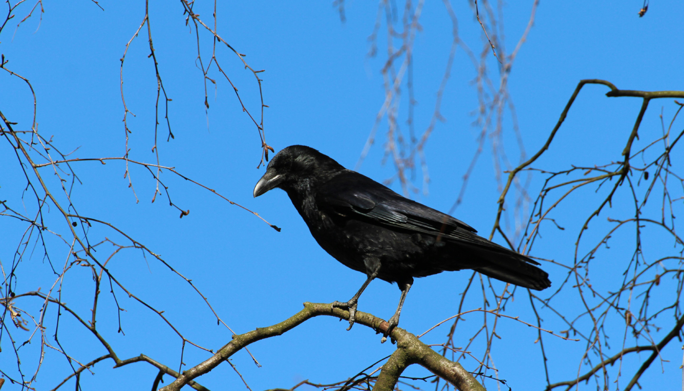 Cómo los cuervos reconocen a los humanos y no olvidan una ofensa. (Créditos: Pexels @Pixabay)