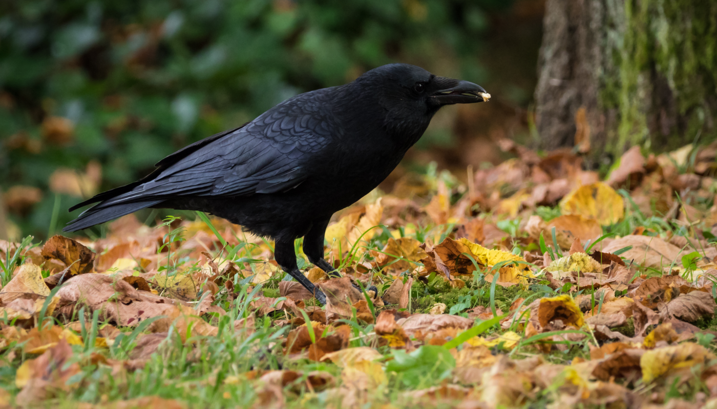 Memoria, comunicación y estrategia: el verdadero poder de los cuervos.