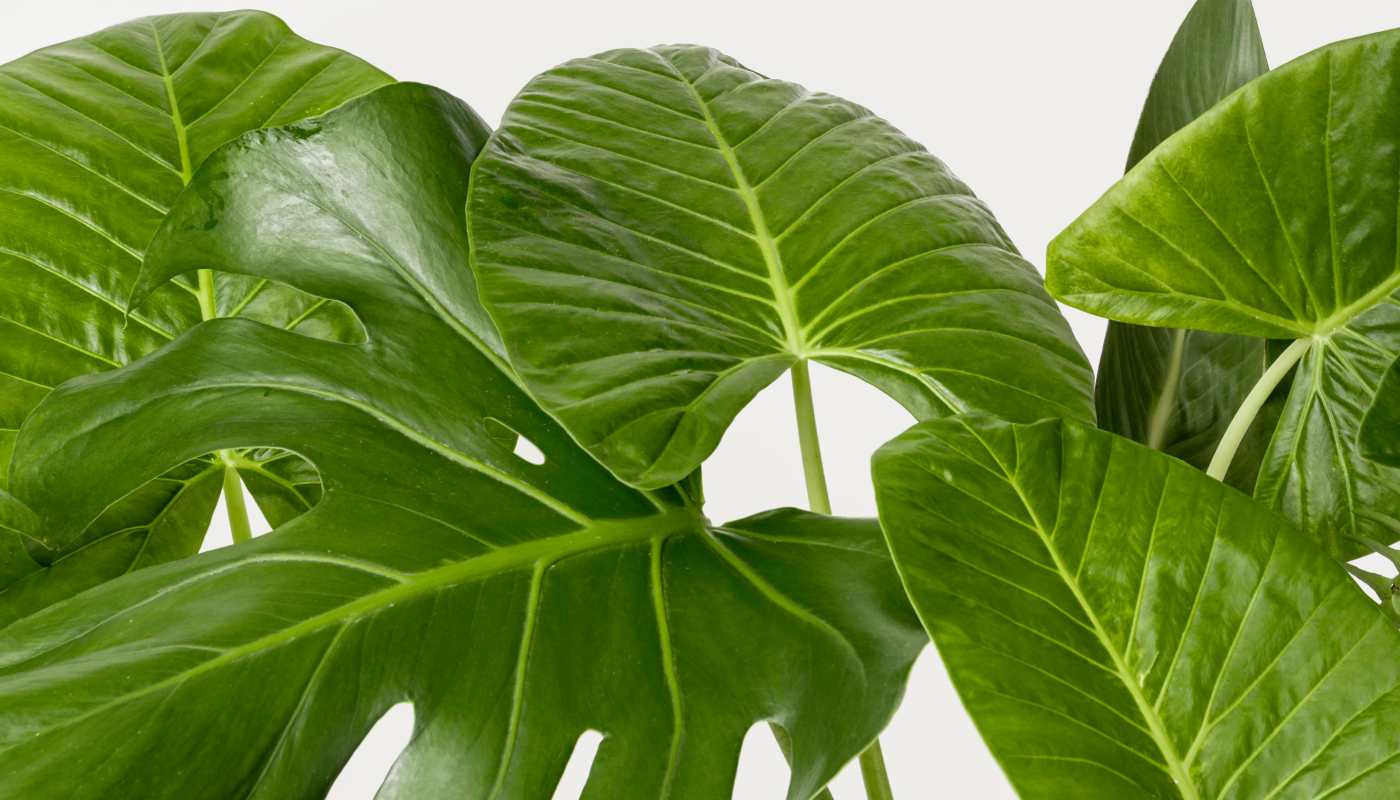 El sistema de defensa silencioso que usa vibraciones y sonidos