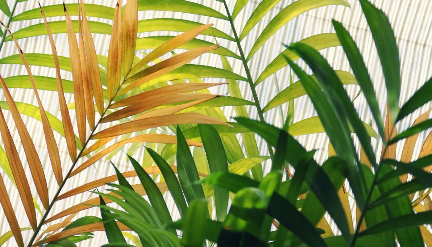 La ciencia revela que las plantas perciben su entorno. (Créditos: Pexels @Madison Inouye)