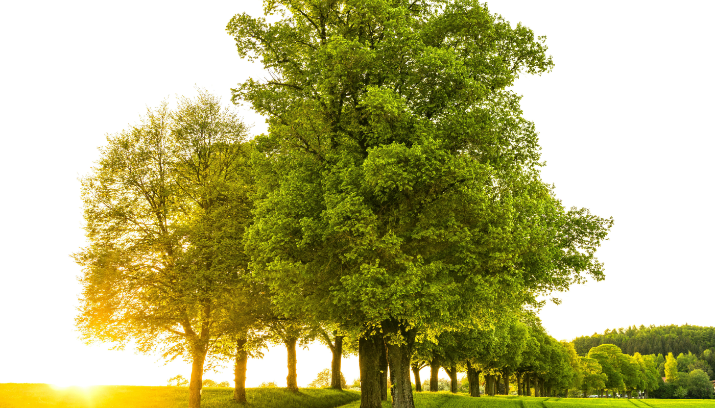 Los “árboles madre” y su papel clave en los bosques. (Créditos: Pexels @Felix Mittermeier)
