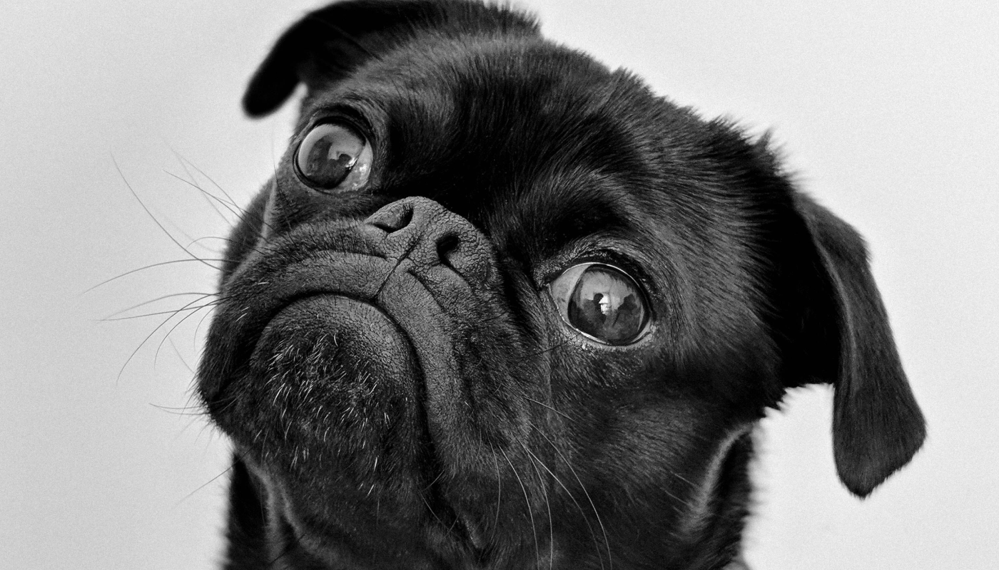 Lo que la ciencia revela sobre la inteligencia emocional de los perros.
(Créditos: Pexels @Charles)