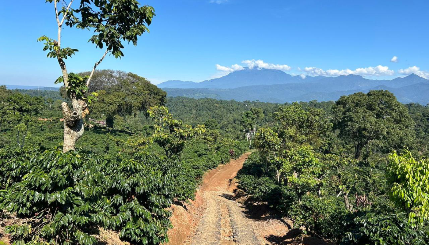 Desde San Marcos, Finca Hojarales logra un hito que posiciona al café de Guatemala en la élite mundial (Crédito: Cortesía)