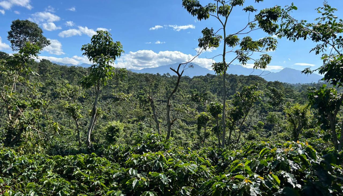 Finca Hojarales posiciona el café de Guatemala entre la élite mundial gracias a un reconocimiento internacional de alto prestigio (Crédito: Cortesía)