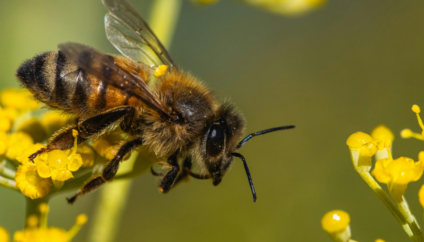 ¡Histórico! Abejas sin aguijón ahora tienen derechos en Perú