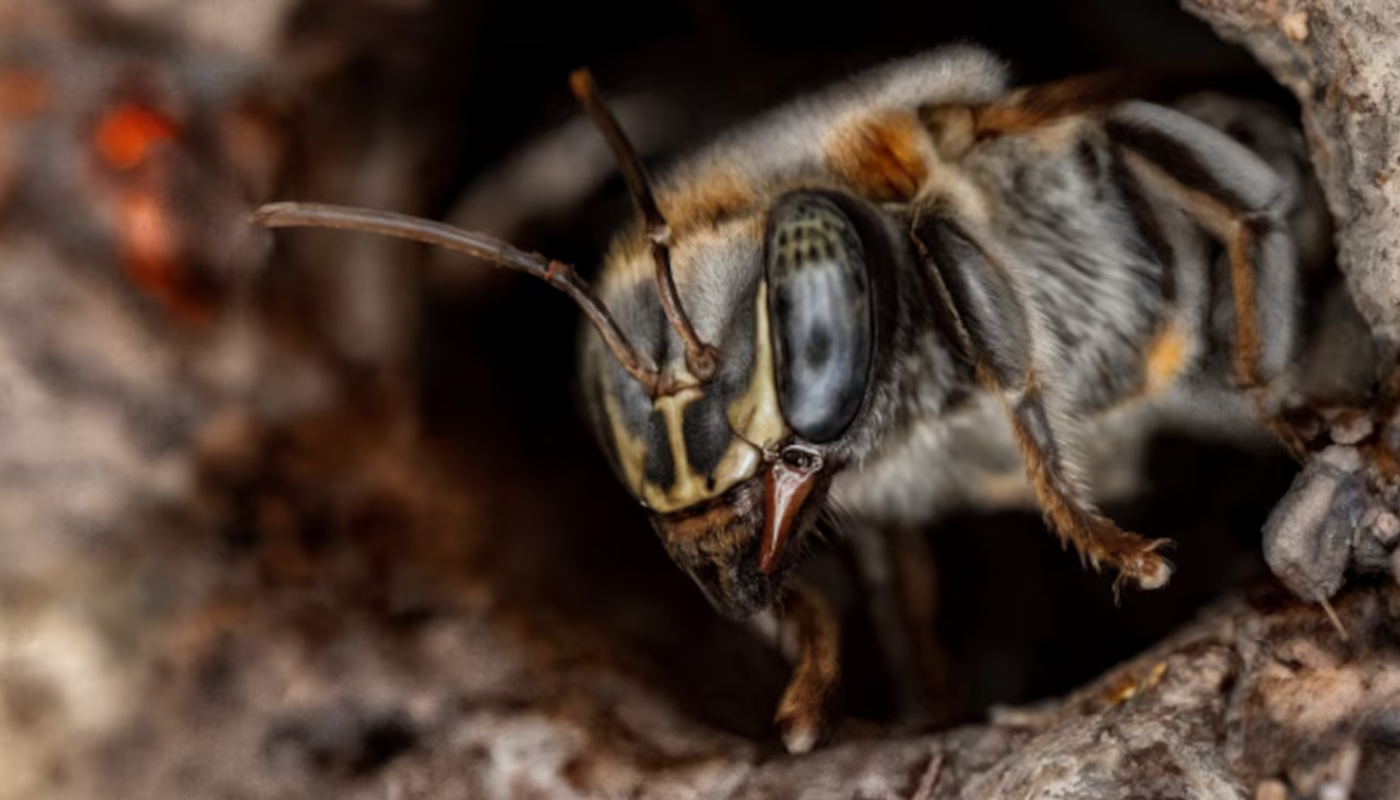 Perú reconoce por primera vez derechos legales a las abejas amazónicas sin aguijón para proteger su hábitat y su rol ecológico (Crédito: MINAM)