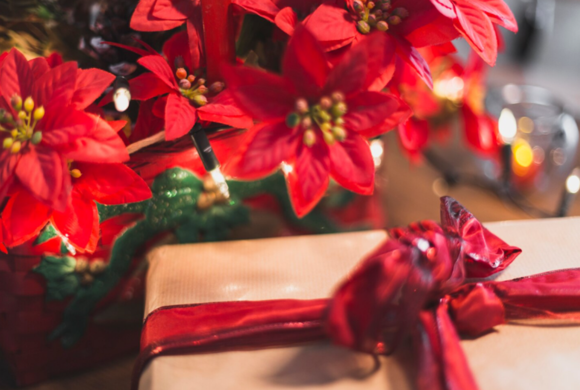 Conoce el origen y significado de la nochebuena, el ícono navideño que nació en México (Crédito: Freepik)