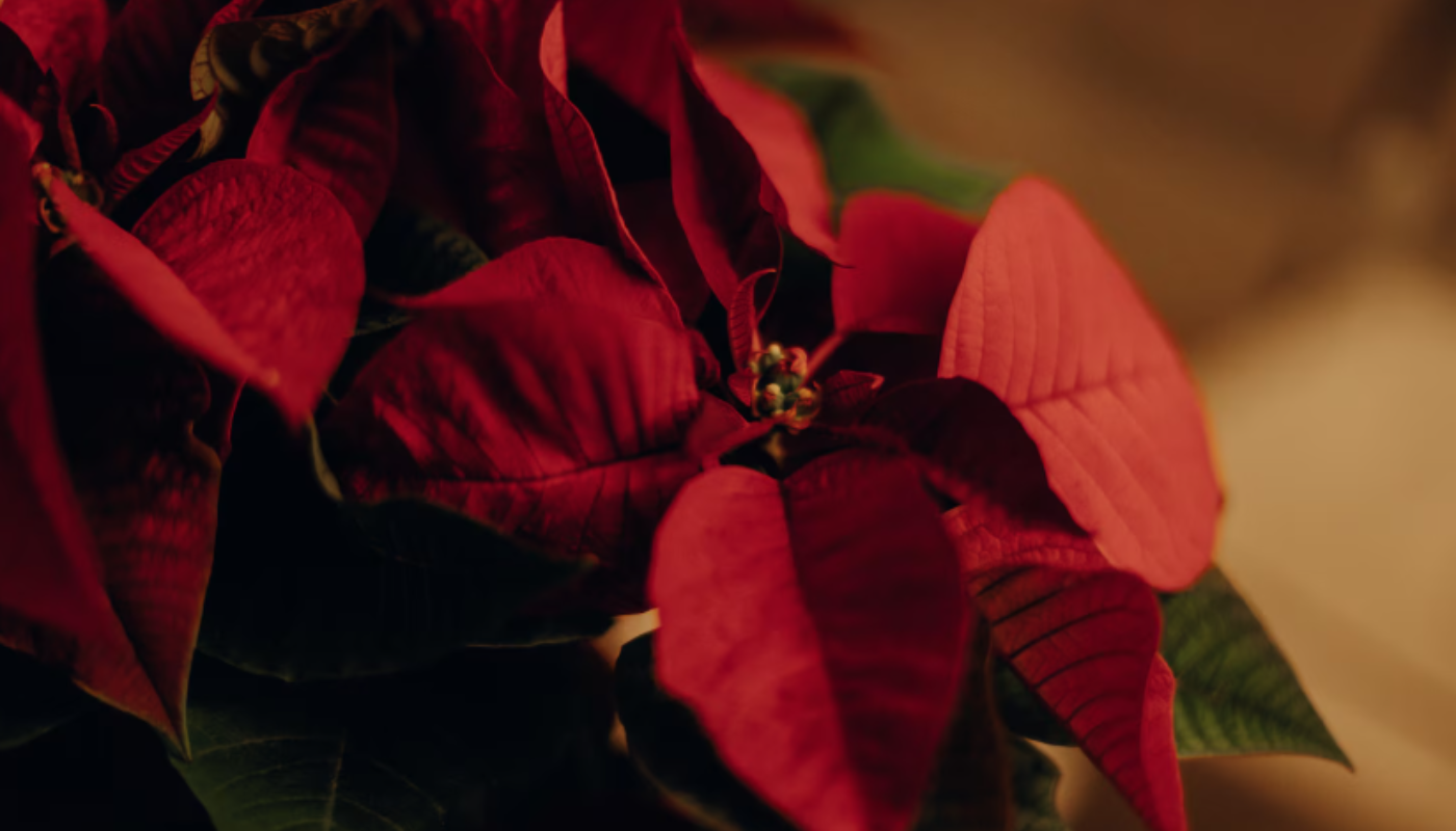 Descubre la historia detrás de la nochebuena, la flor mexicana que ilumina la Navidad (Crédito: Freepik)