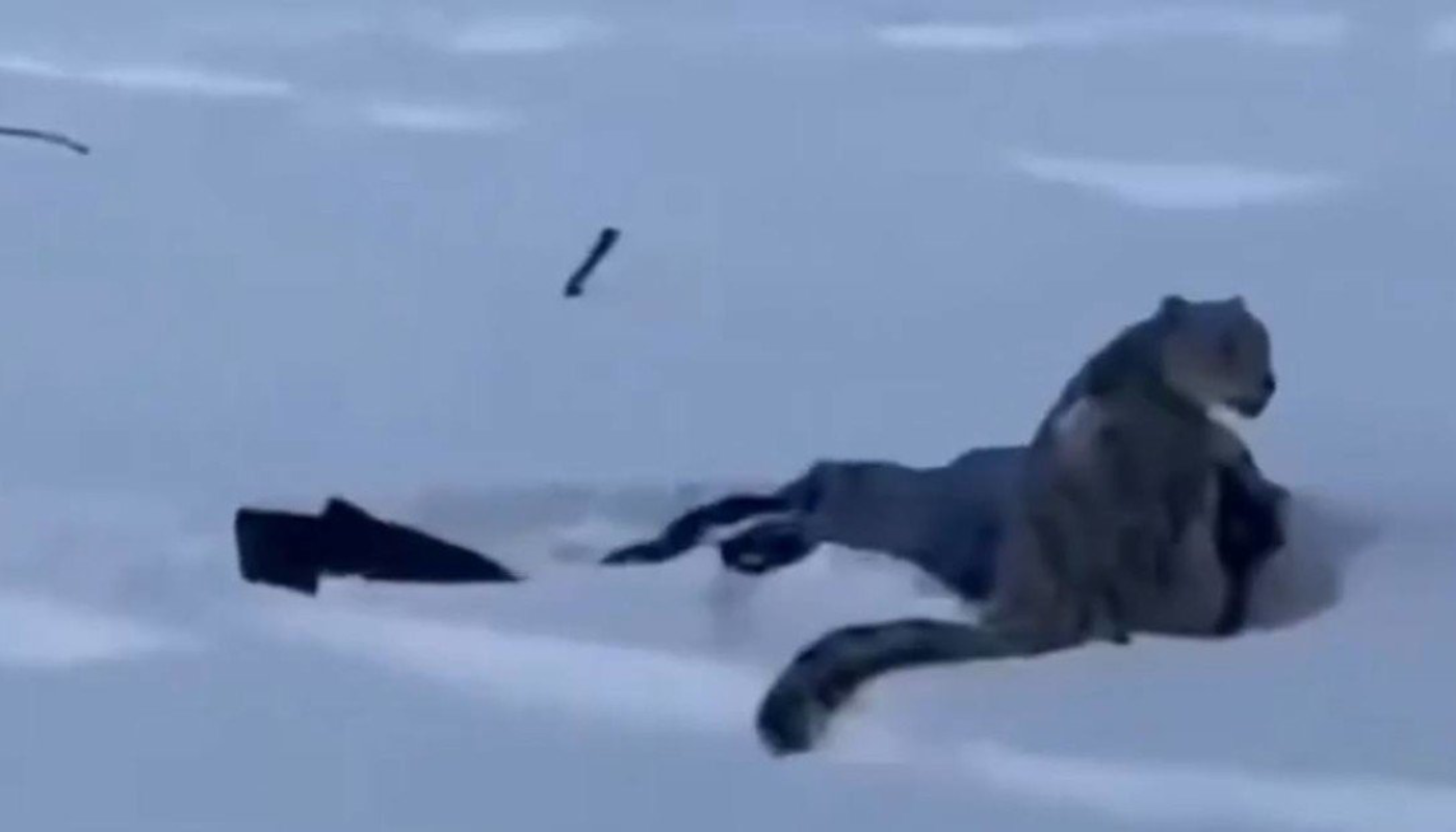 Por qué los leopardos de las nieves evitan el contacto humano. (Créditos: X)