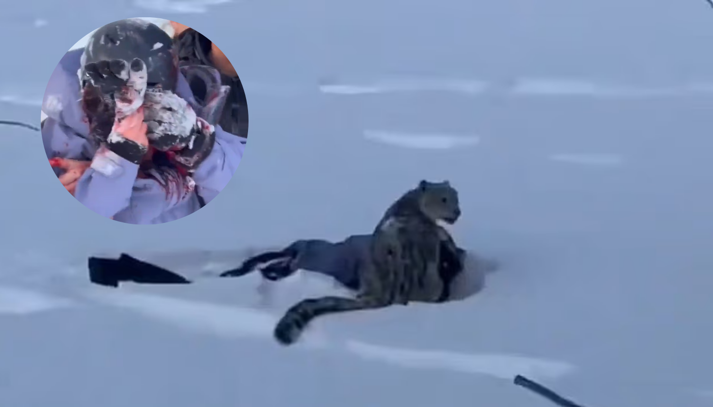 Por qué los leopardos de las nieves evitan el contacto humano. (Créditos: X)