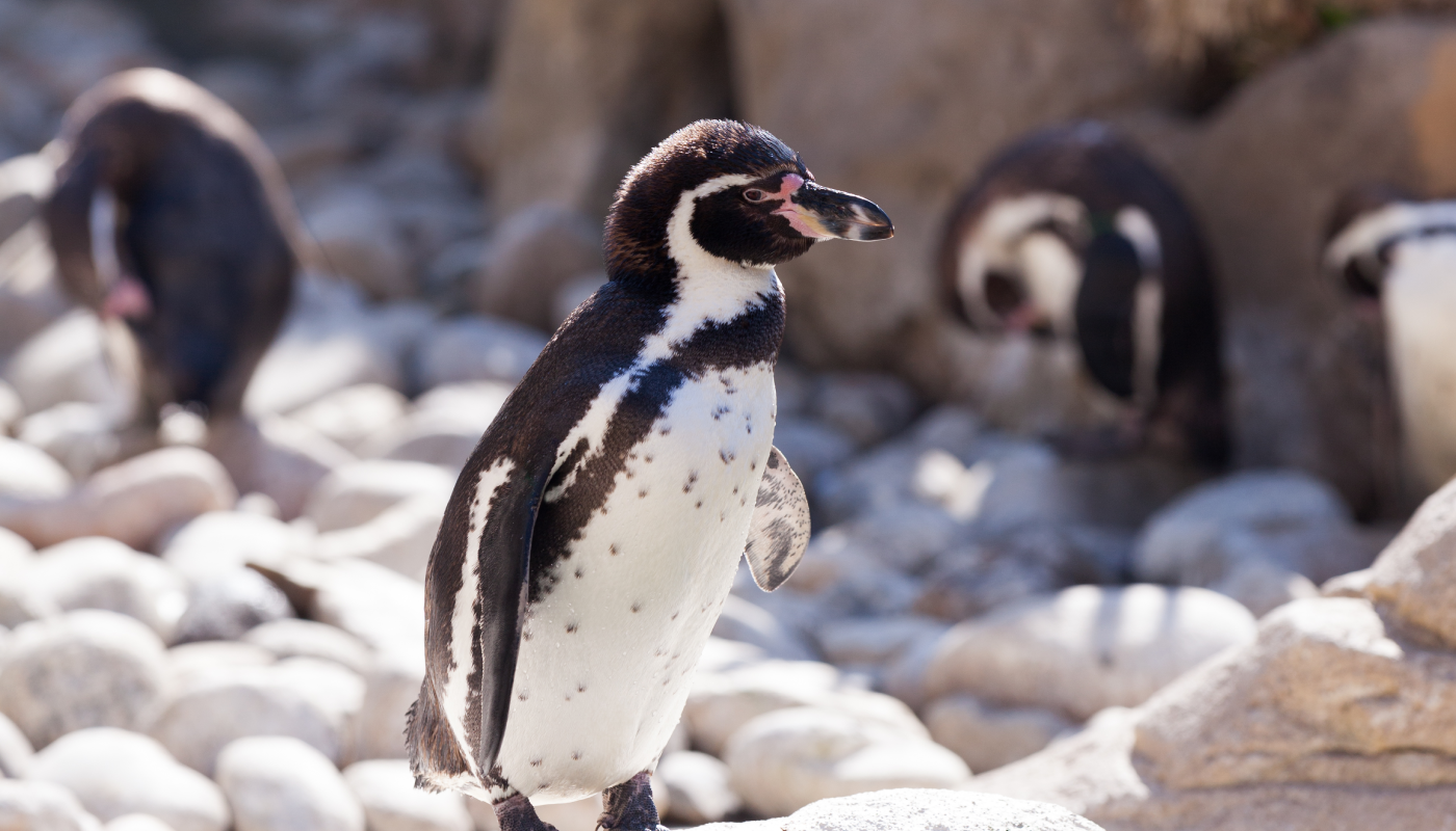 Dos pingüinos, una historia y todo internet mirando.