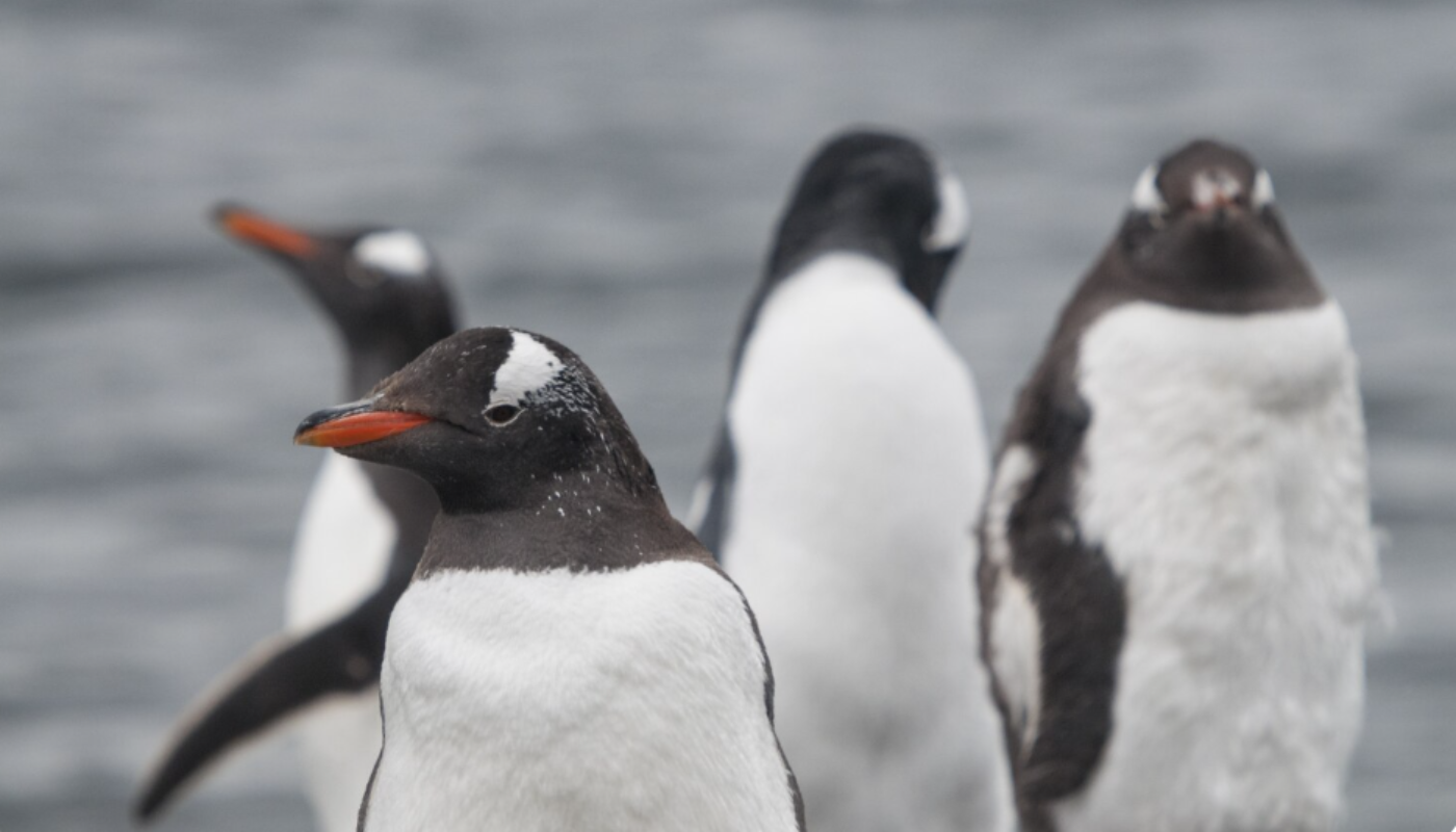 Pingüinos protagonizan el momento más romántico del día.