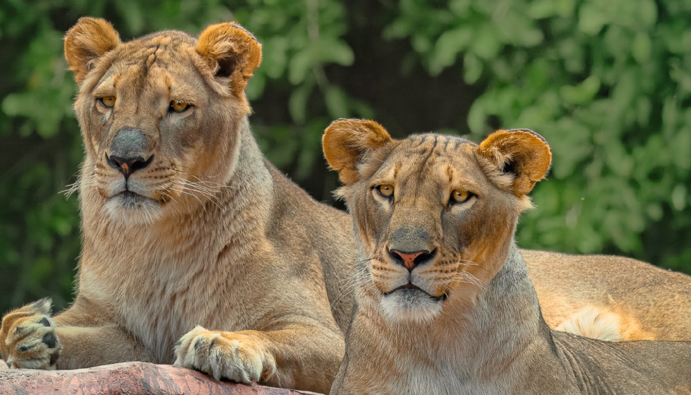 El zoológico se transforma de noche. (Créditos: @ZooLaAurora)