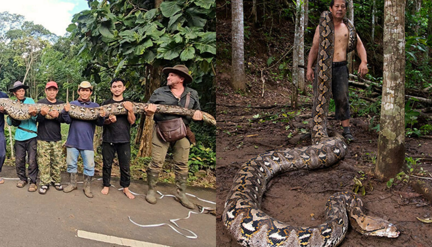 La pitón que sorprendió incluso a los expertos. (Créditos: Record Guinnes)