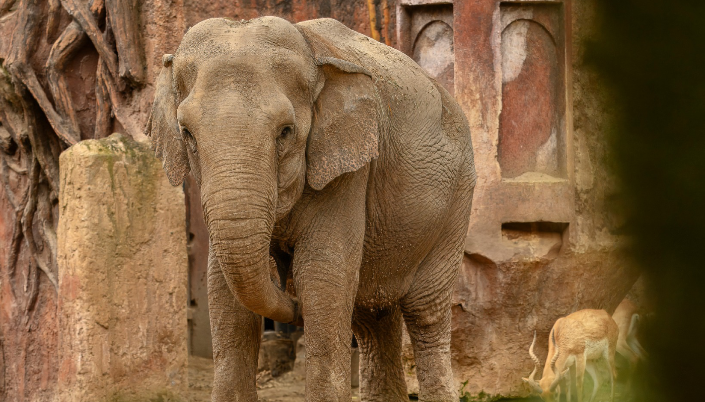 65 años de vida, cuidado y resiliencia. (Créditos: @zoolaaurora)