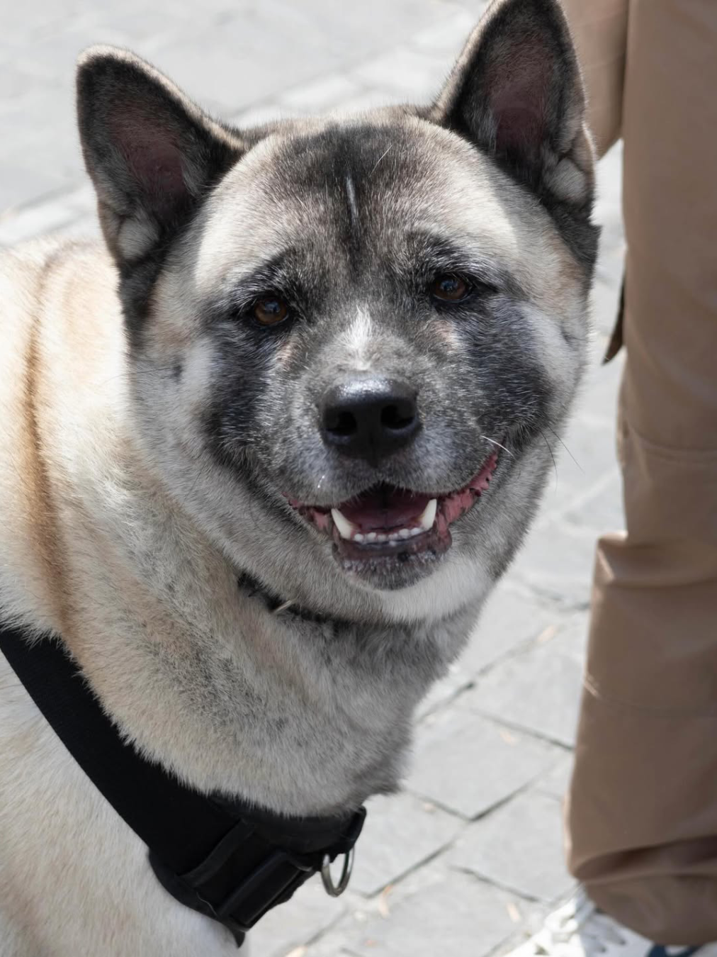 Festival de Hamburguesas 2026: el plan perfecto para disfrutar