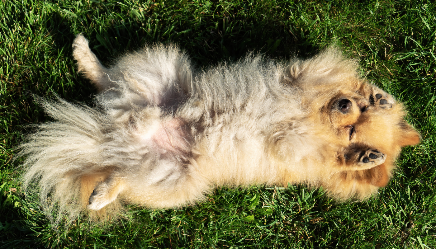 Señales que alertan un golpe de calor