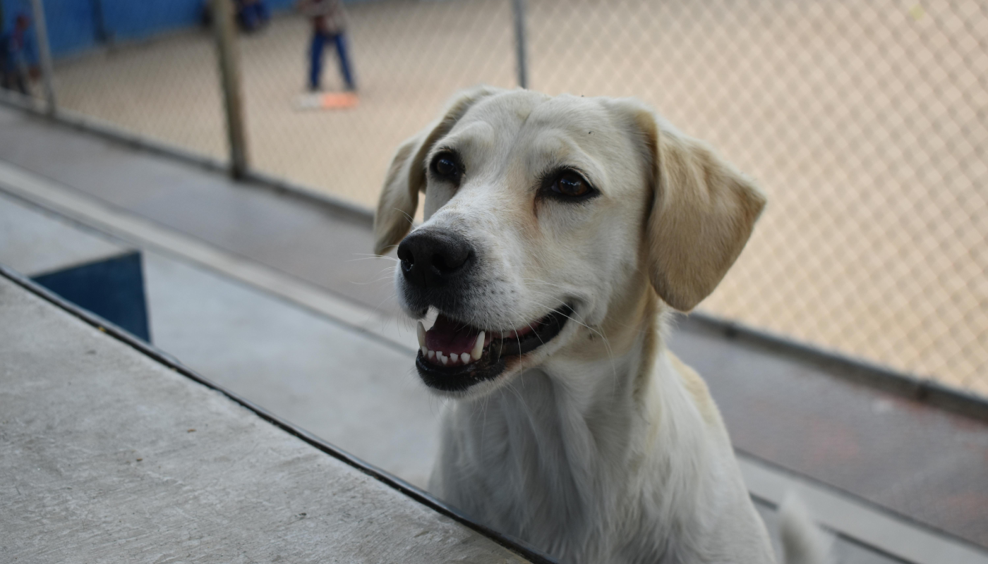 El peligro del calor en perros y gatos