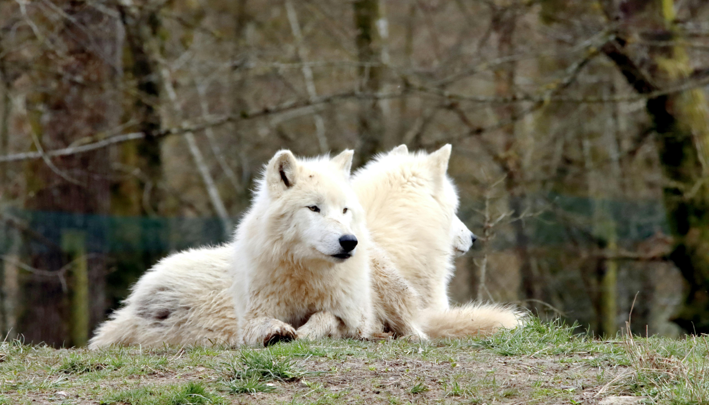 Un vínculo que comienza con elección y no con casualidad