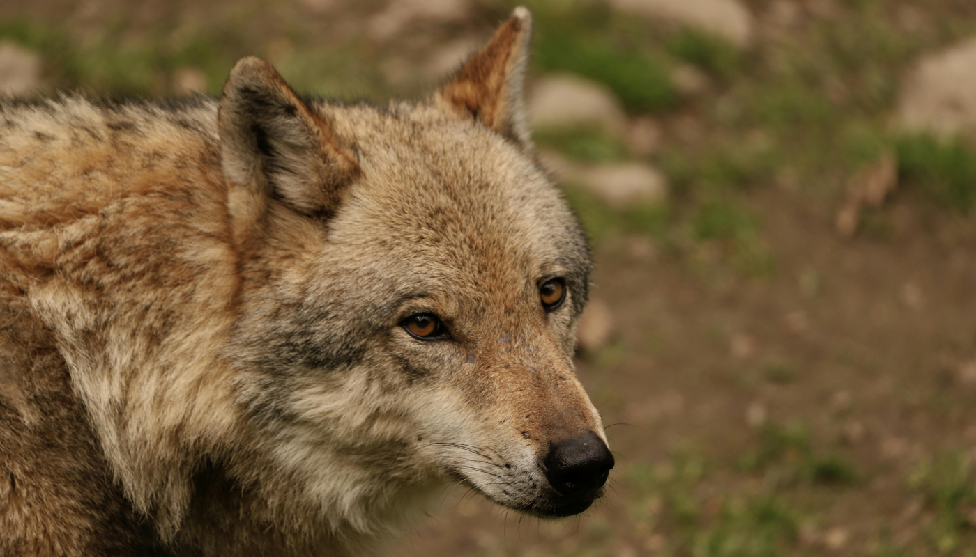 Un comportamiento que sorprende incluso a los expertos