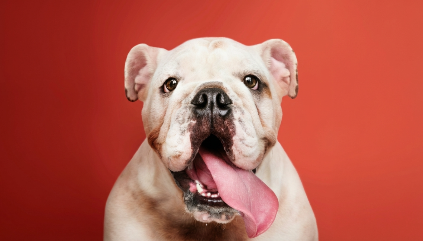 Un comportamiento que viene desde cachorros.