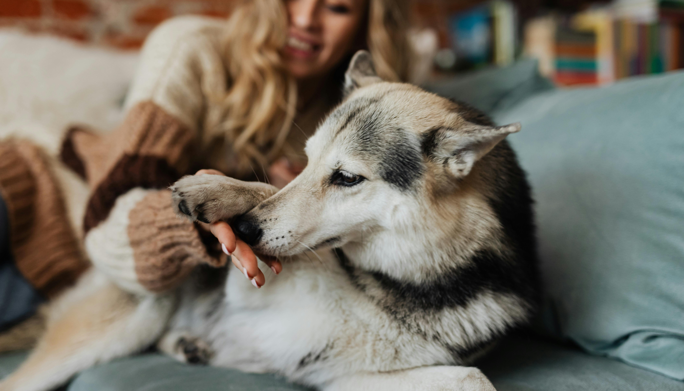 El olfato, su principal forma de entender el mundo
