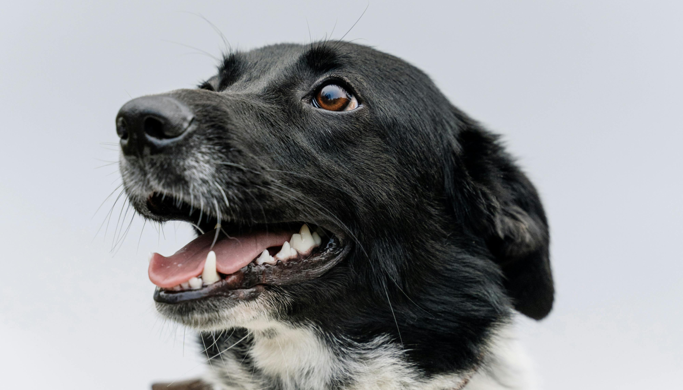 Por qué tu perro te huele al llegar a casa