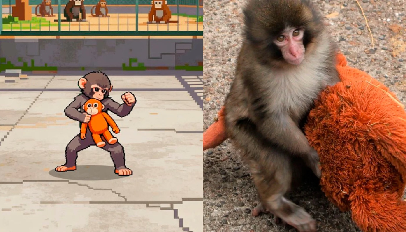 ¡Punch al ataque! El mono bebé más famoso del internet llega al juego "Zoo Fighter"