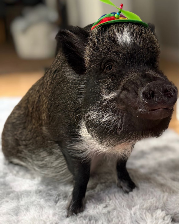 Merlin, el cerdo influencer que “habla” rompe récord Guinness
(Crédito: @merlinthepig)