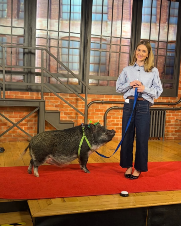 Merlin, el cerdo influencer que “habla” rompe récord Guinness