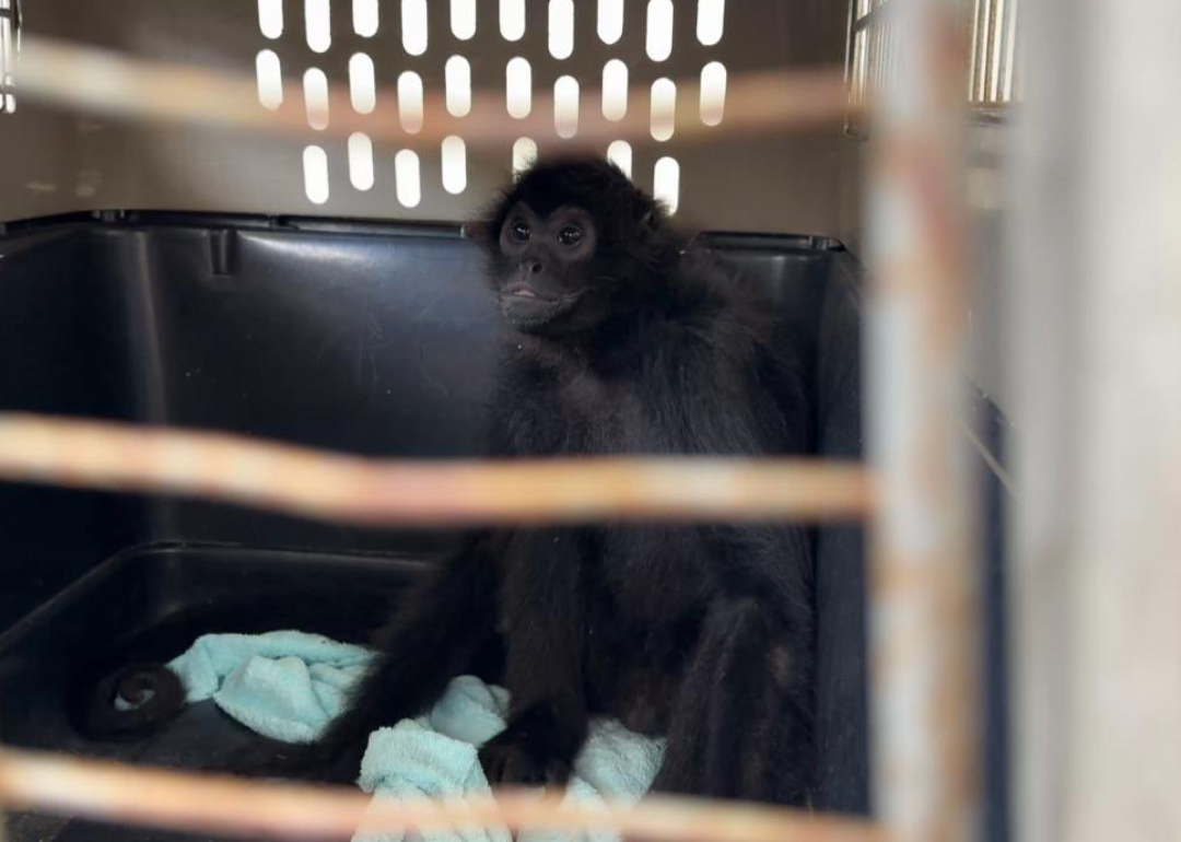 Alerta en Panamá: Mono Araña Fallece por Tuberculosis de origen humano